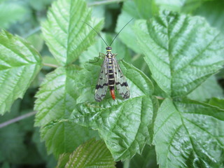 fotografias de insectos varios naturaleza 