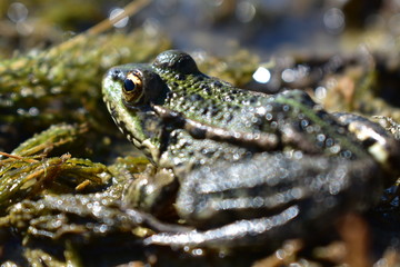 Green frog