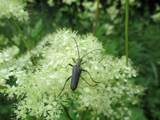 fotografias de insectos varios naturaleza 