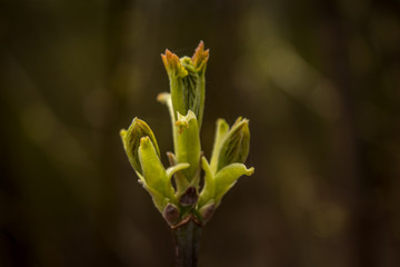 Spring awakening of nature