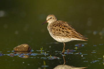 White-rumped Sandpiper taken in southern MN in the wild