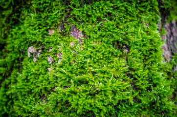 Green moss in the forest at the bottom of the tree trunk. Nature background. Ecology. Deforestation. Environmental protection