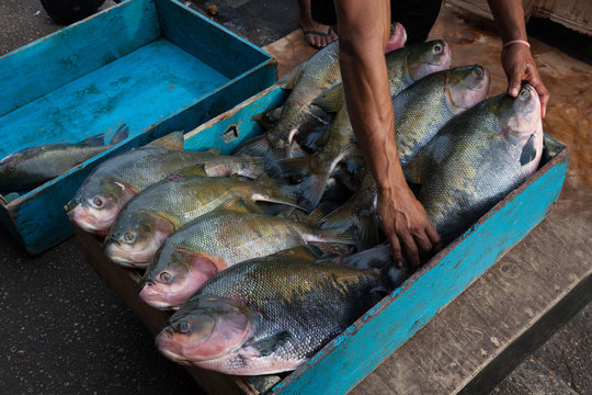 Close up of fisherman hands tidying Brazilian tambaqui fish (Colossoma macropomum) in blue wooden box for sale at street market in Manaus, Amazonas, Brazil.