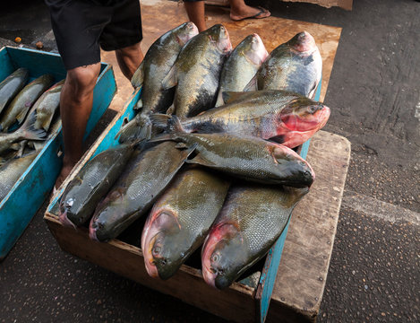 Close up of Brazilian tambaqui fish (Colossoma macropomum) in blue wooden box for sale at street market in Manaus, Amazonas, Brazil.