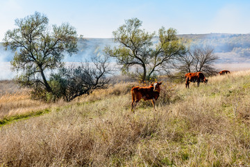 Cows on pasture in the fall in the Donbass