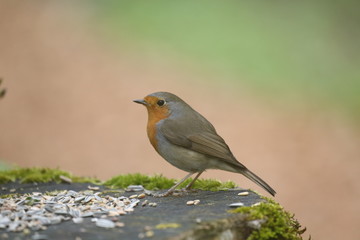 fotografias de aves varias naturaleza 