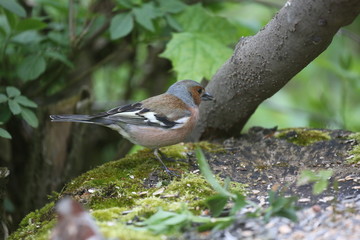 fotografias de aves varias naturaleza 