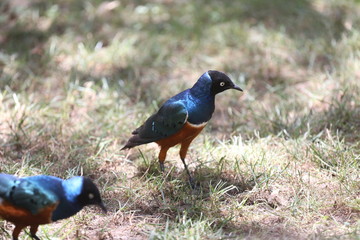 fotografias de aves varias naturaleza 