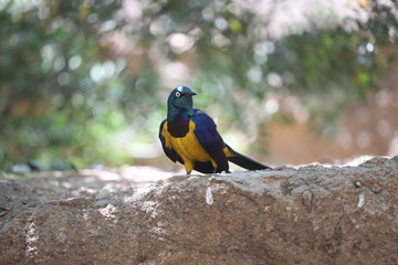 fotografias de aves varias naturaleza 