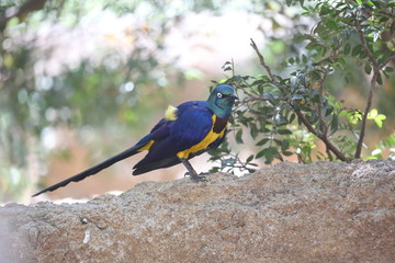fotografias de aves varias naturaleza 