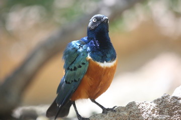 fotografias de aves varias naturaleza 
