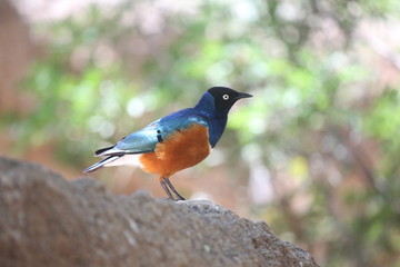 fotografias de aves varias naturaleza 