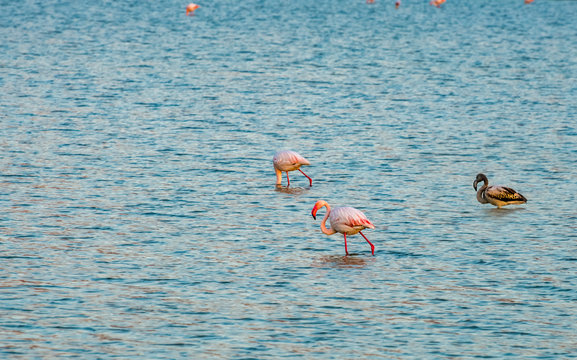 Rare mutant of black coloration of pink flamingo are inhabiting ponds for migrating birds near Eilat in Israel