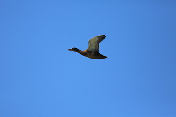 fotografias de aves varias naturaleza 