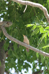 fotografias de aves varias naturaleza 