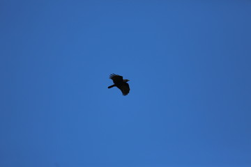 fotografias de aves varias naturaleza 