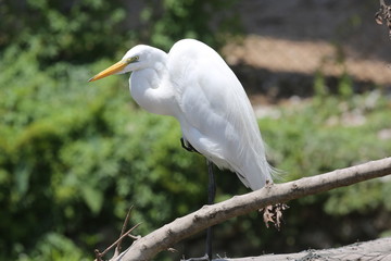 fotografias de aves varias naturaleza 