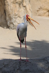 fotografias de aves varias naturaleza 