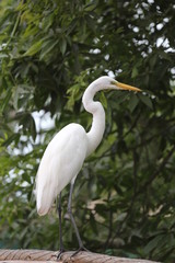 fotografias de aves varias naturaleza 