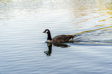 Canadian goose in water