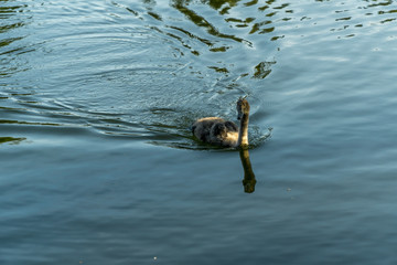 Young swan in water