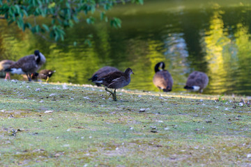 Bird near to the water