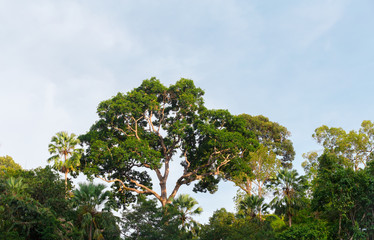 Green parks forest field and tree background