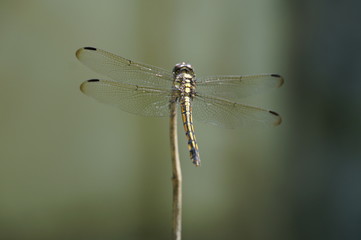 Wings of solitude