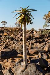 Quiver Tree Forest (Aloe Aloidendron dichotoma) or kokerboom or K&ouml;cherbaumwald near Keetmanshoop in Namibia, Africa