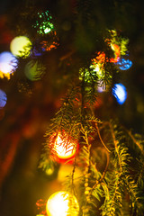 Christmas tree in the lights