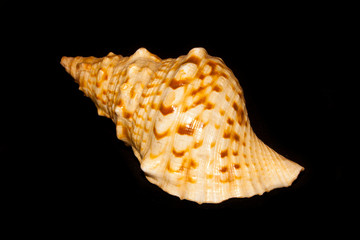 seashell isolated on black background