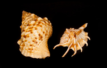 seashell isolated on black background