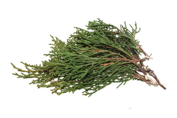 thuja isolated on white background