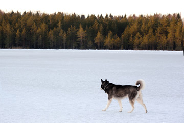 Naklejka premium Dog breed Siberian Husky standing on the frozen lake