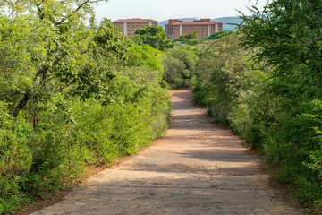 Fototapeta premium National Botanical garden in Pretoria, South Africa. Plants from all over Southern Africa can be seen in this well maintained nature spot.