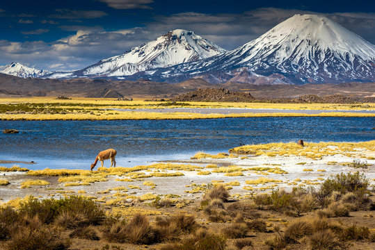 Volcan Parinacota en el altiplano de Chile