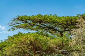 National Botanical garden in Pretoria, South Africa. Plants from all over Southern Africa can be seen in this well maintained nature spot.