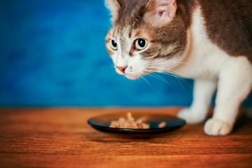 Naklejka premium Lovely portrait of a cat at the meal on a blue blurred background. Pet looks towards empty space for copy
