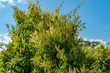 National Botanical garden in Pretoria, South Africa. Plants from all over Southern Africa can be seen in this well maintained nature spot.