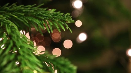 Christmas Tree Close Up