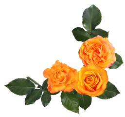 orange rose corner on white background