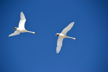 青空に飛ぶ白鳥