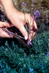 Pruning a lavender in the garden.Woman cuts a lavender bouquet with garden scissors.