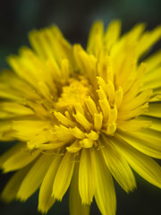 closeup of yellow flower
