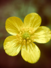 yellow flower on black background