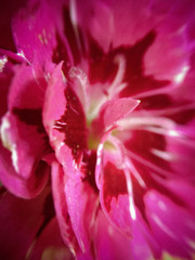 Beautiful flower blossoming in macro closeup.