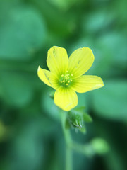 Beautiful flower blossoming in macro closeup.