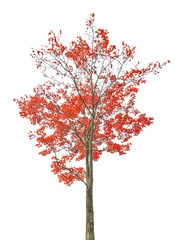 bright red autumn maple tree isoalted on white