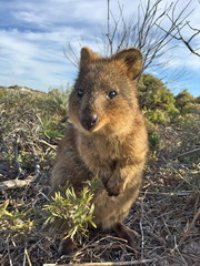 Obraz premium Quokka (Setonix Brachyrus) encounter at Rottnest Island, Western Australia, The happiest animal on earth