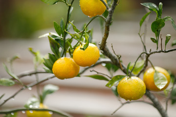 Orange Tree Growing by a brick wall with Morning dew